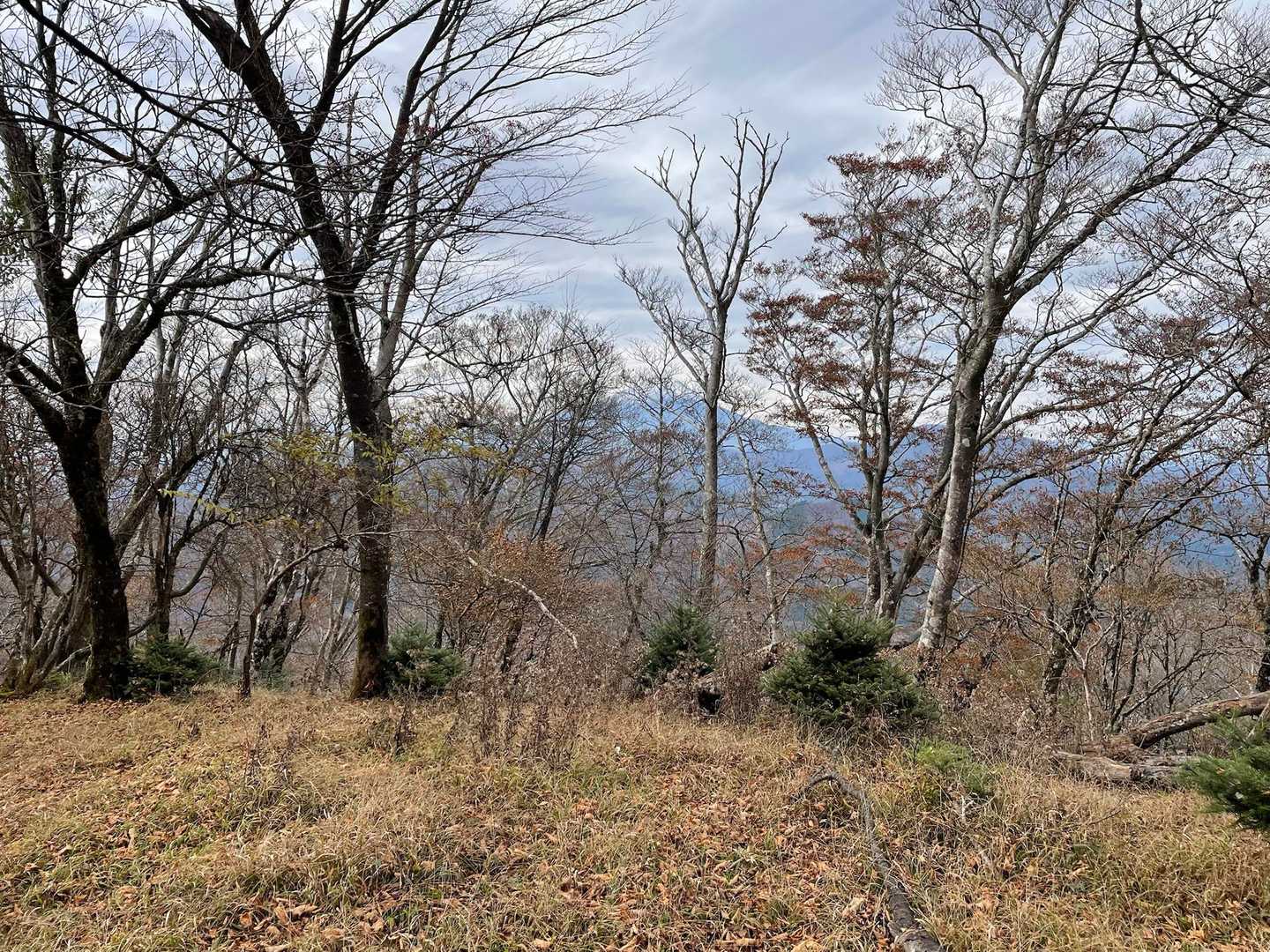 木の隙間から富士山が見えました