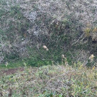 堀切で行き止まり