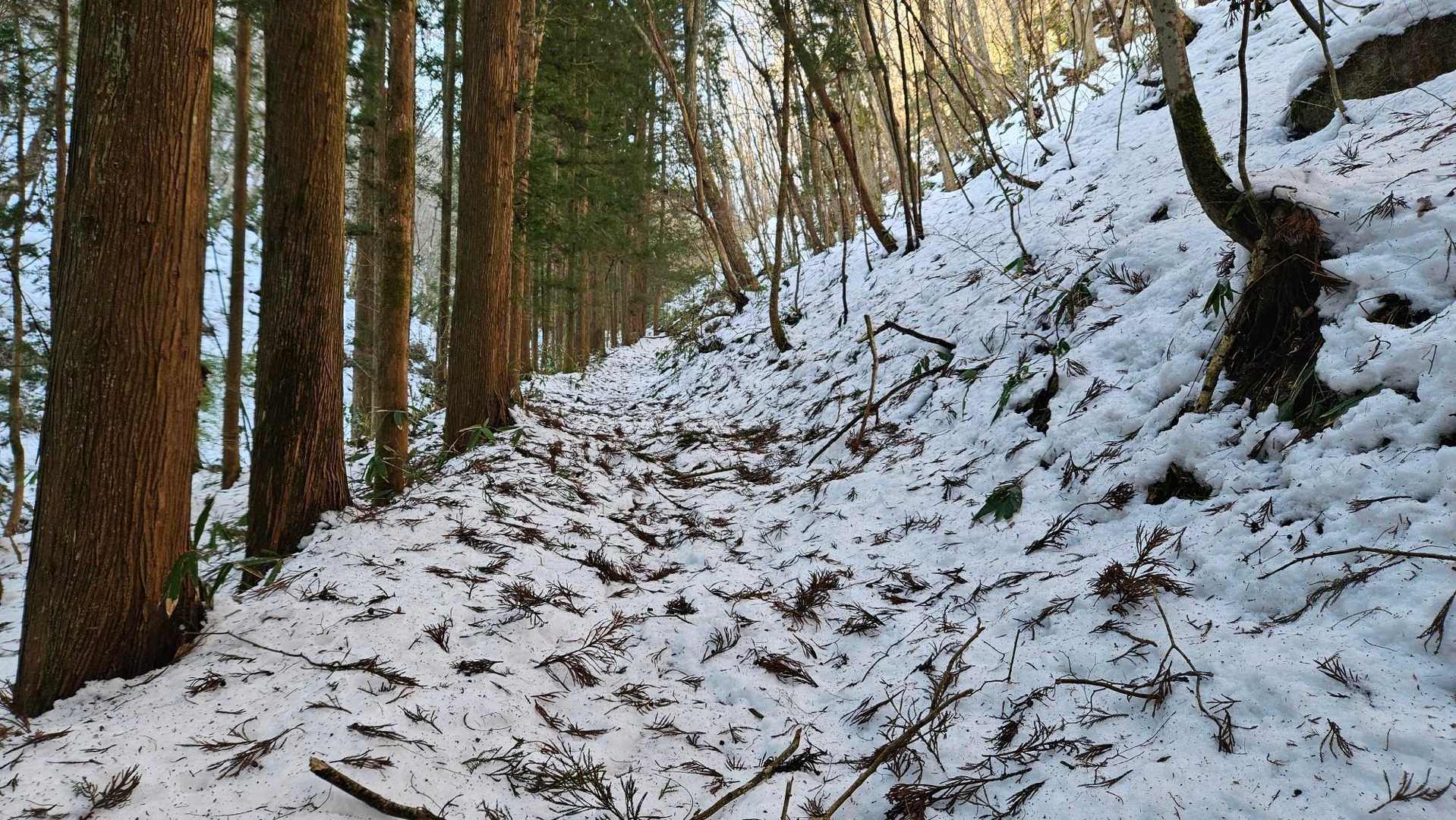 杉の小枝が散乱する
グチャグチャ道を坪足でツボアシ👣