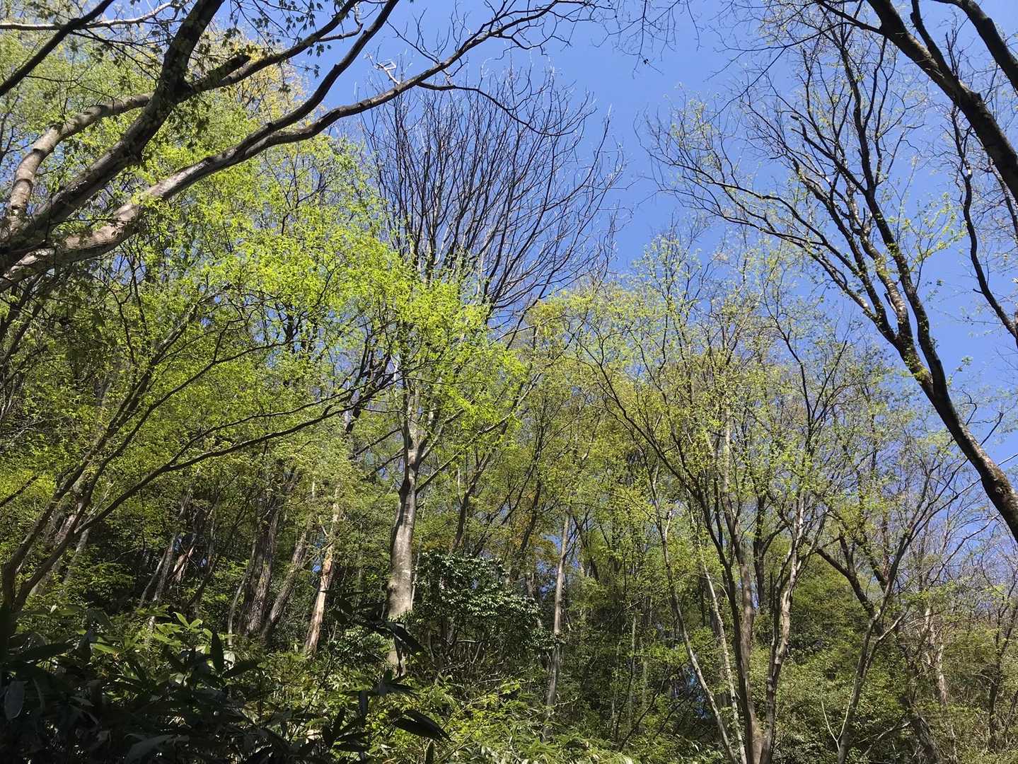 塔倉山 往復コースの写真