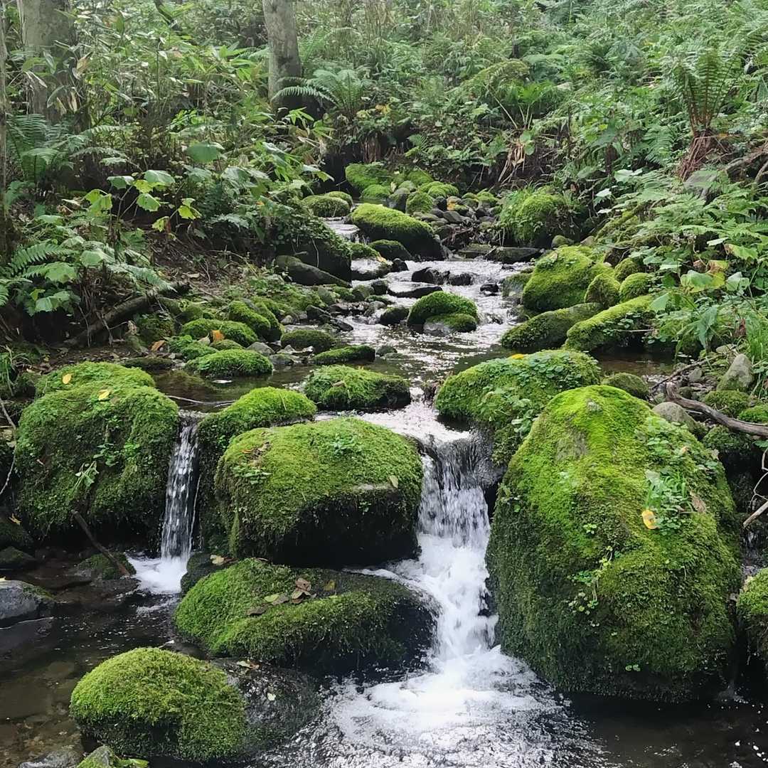 苔好きさん💚  お待たせしました✋