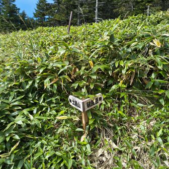 毛無峠からの合流点