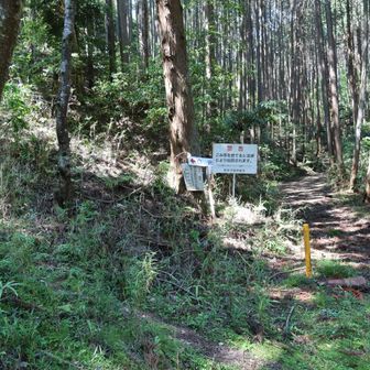 白山へ左の山道を上がります