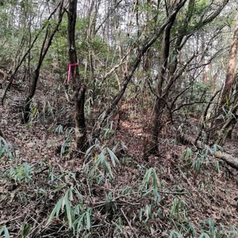 ここから野山に登れそうやけど…