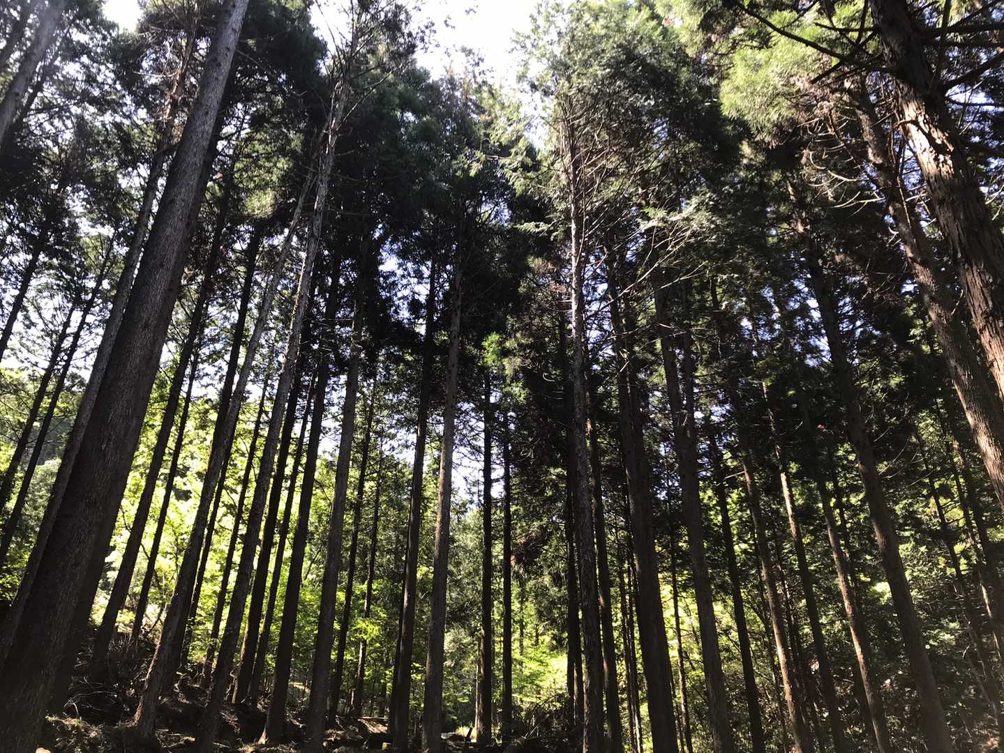 少し進むとすぐにこの杉林（檜かな⁇）
うわ〜🌲🌲
やっぱり癒されるわー！
なにこれ‼︎この景色‼︎
素晴らしい✨
と、
初めて山登りしたみたいに、しばらく足を止めて感動しています。