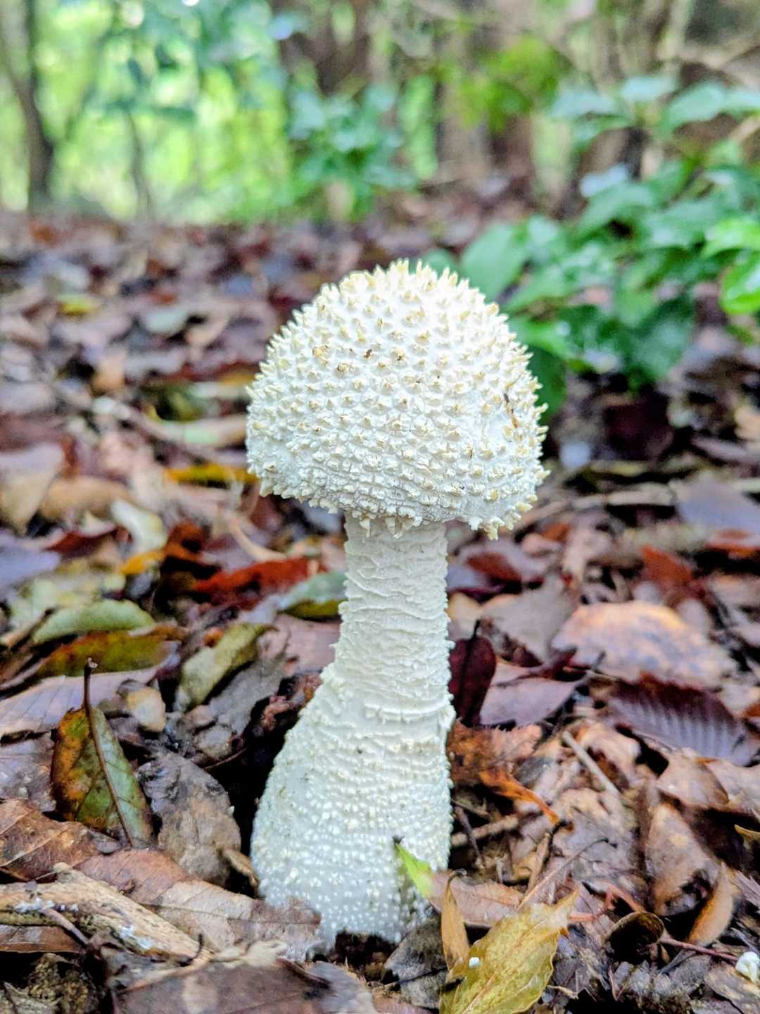 🍄シロオニタケ❓