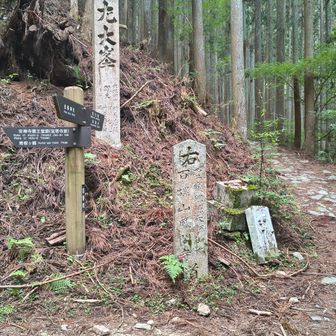まっすぐ進むと奥千本に進みますが桜🌸の季節でないので左手に折れて奥駈道に