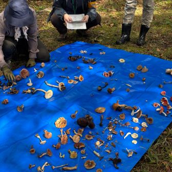 今日は
島根県民の森主催のきのこ観察会
たくさんの参加者が思い思いに採取した🍄‍🟫
いろんな種類にオドロキ🫢