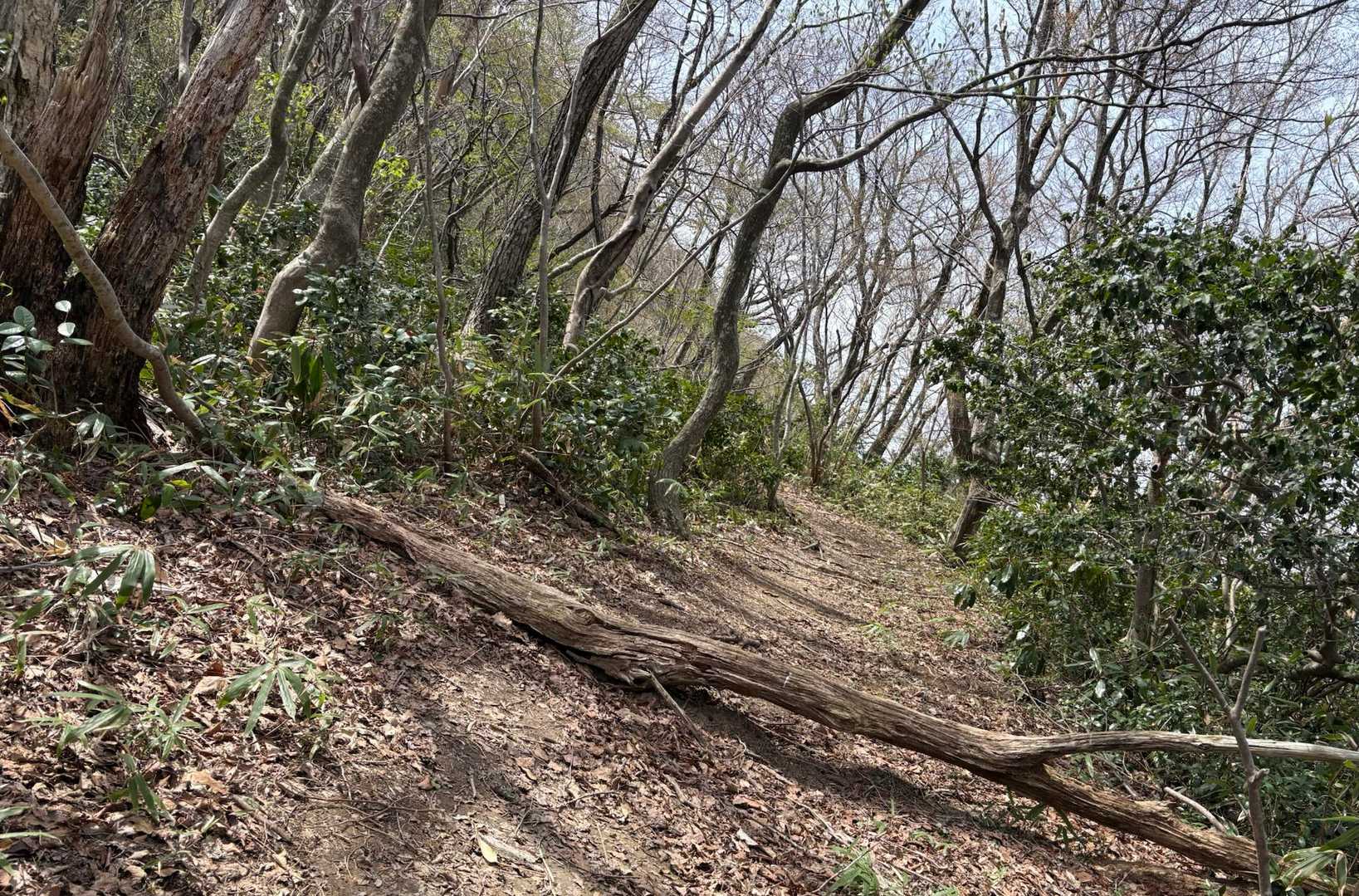 倒木も多いが　登山道が広くなったのは🫎？