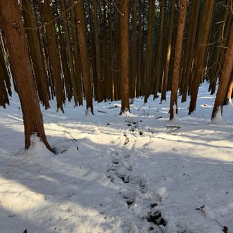 分岐のこの急坂を下ります❗️