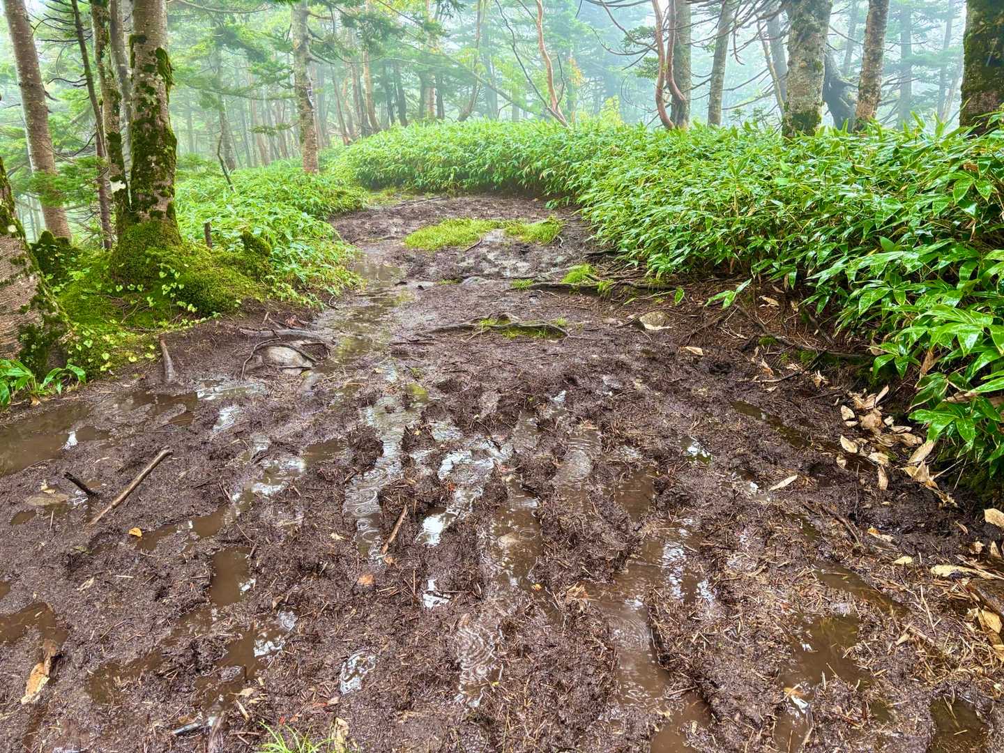 四阿山 往復コースの写真