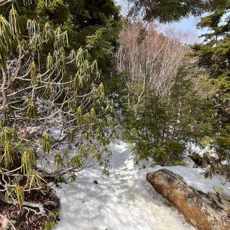 シャクナゲの森