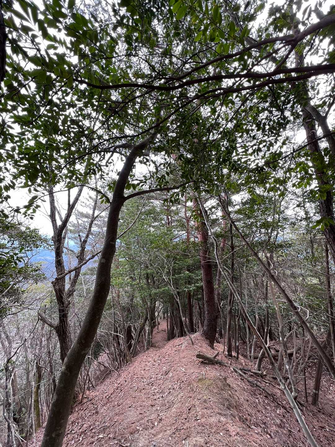 細尾根🚶‍♀️