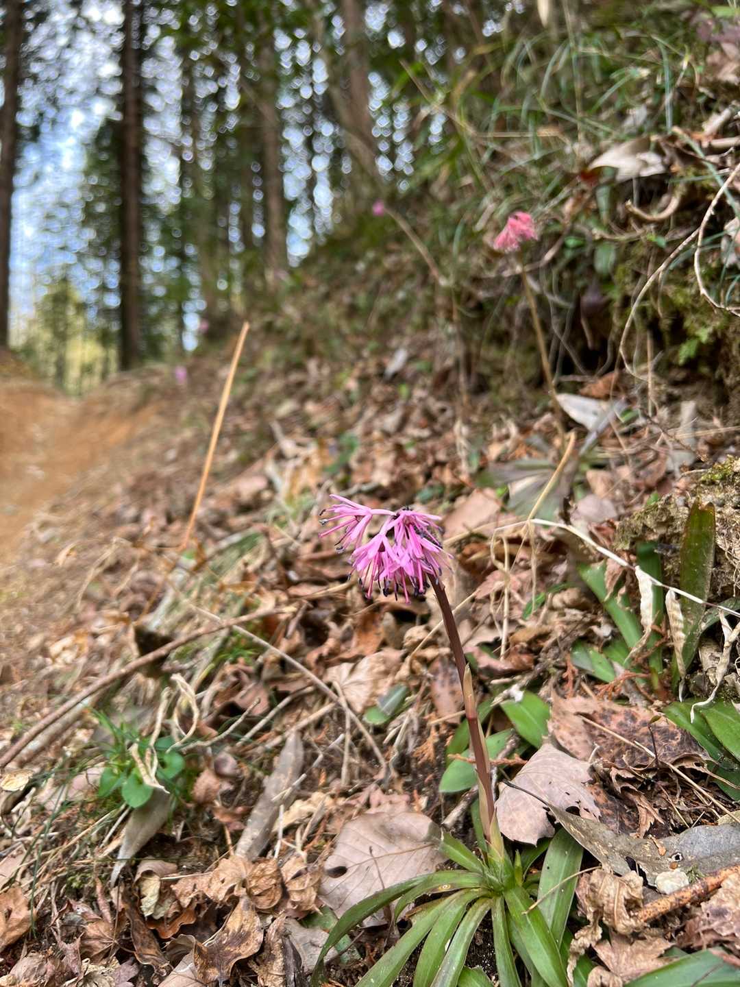 こちらもショウジョウバカマ🌸