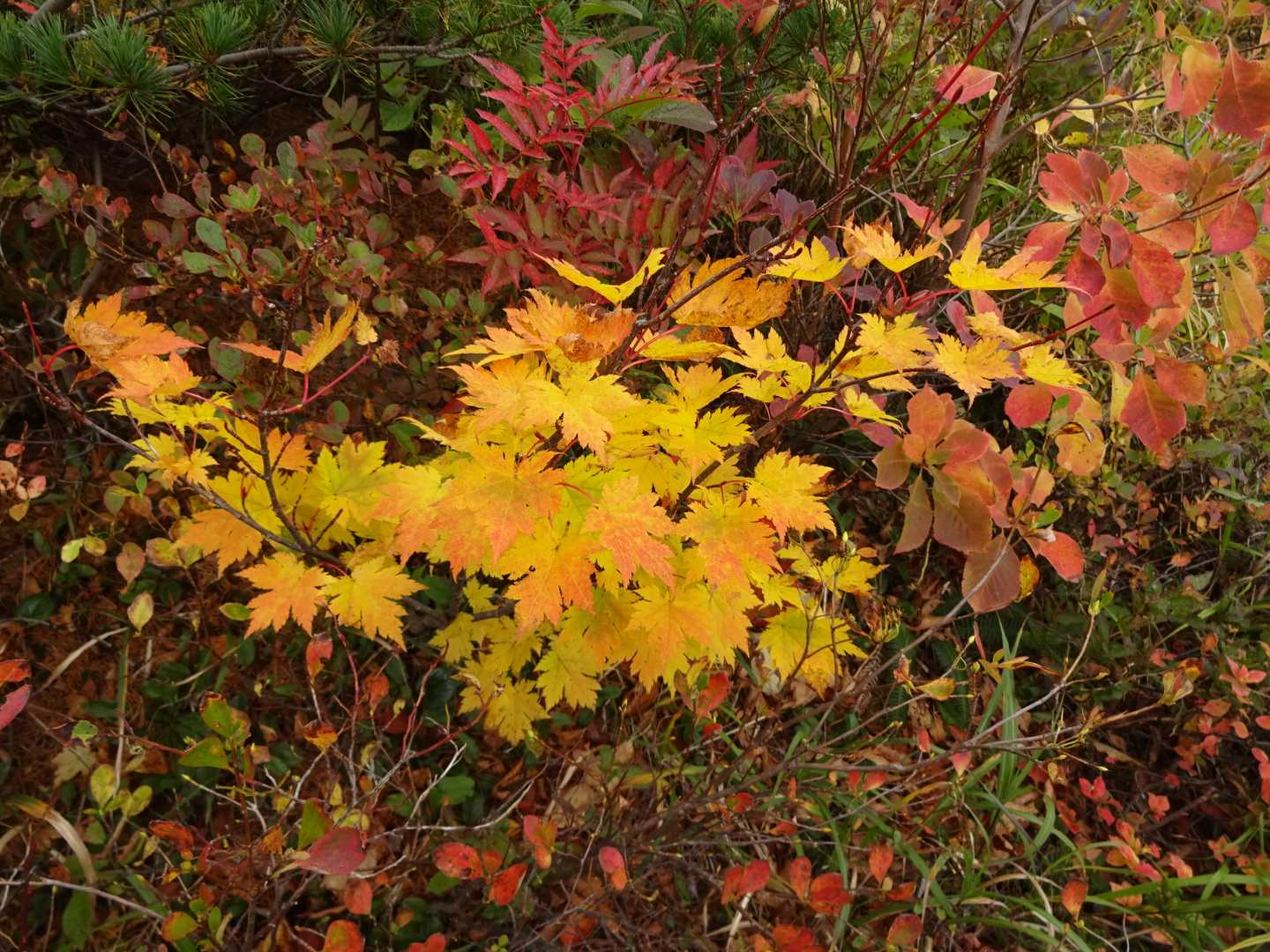 🍁