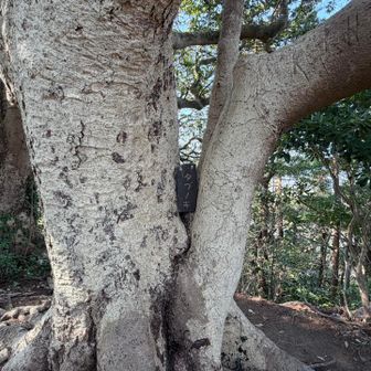タブノキ
山頂標識より立派な名札😁