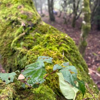 小さいキノコ🍄‍🟫