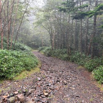 双子池からは林道歩きです
ここらへんは歩いている人が少ないですね
雨池まででスライド1人でした😔