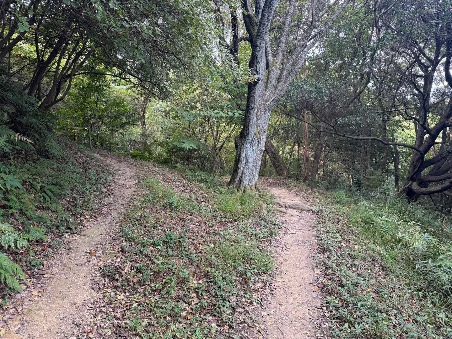 分岐がありました。
左は上ってるので右に行ってみました。
多分ヤマップルートは左です。