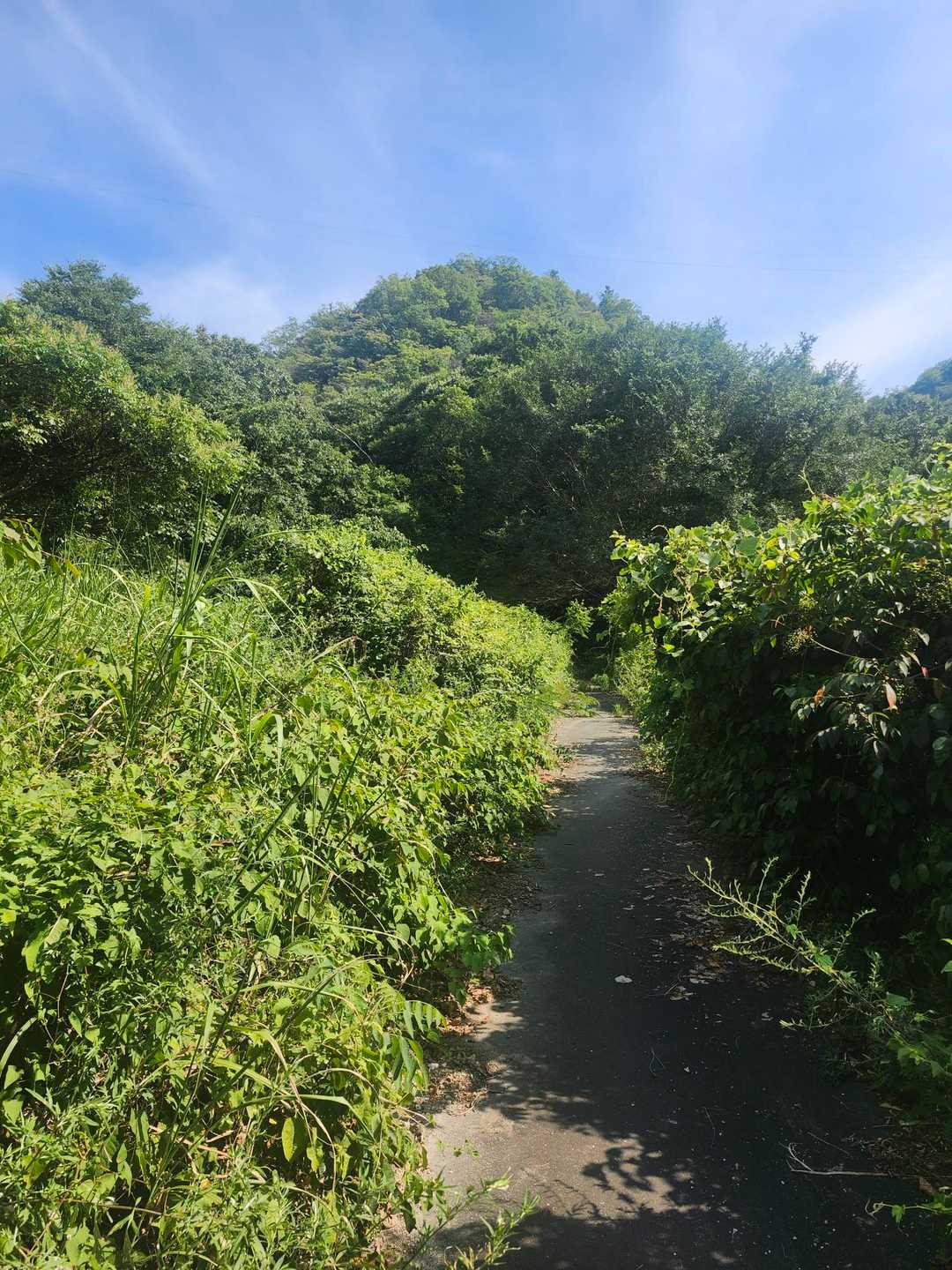 掛平山 往復コースの写真