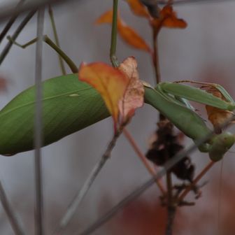 ハラビロカマキリ
青い葉っぱではありません😊