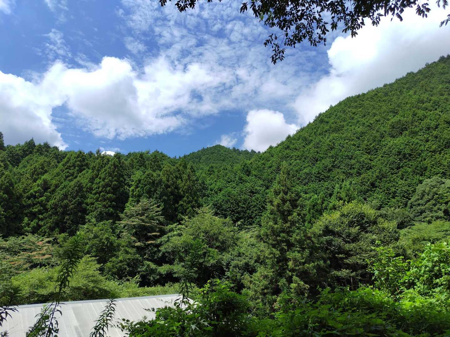 見上げると気持ち良いが、暑さが増す💦。