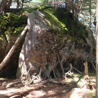 大岩さん。
纏った苔の上に木が生える。
屋久島システム。