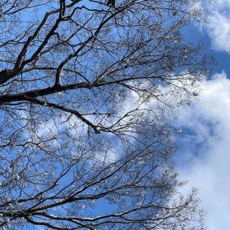雪の花が青空に映えているけど
写真に捉えきれず😓