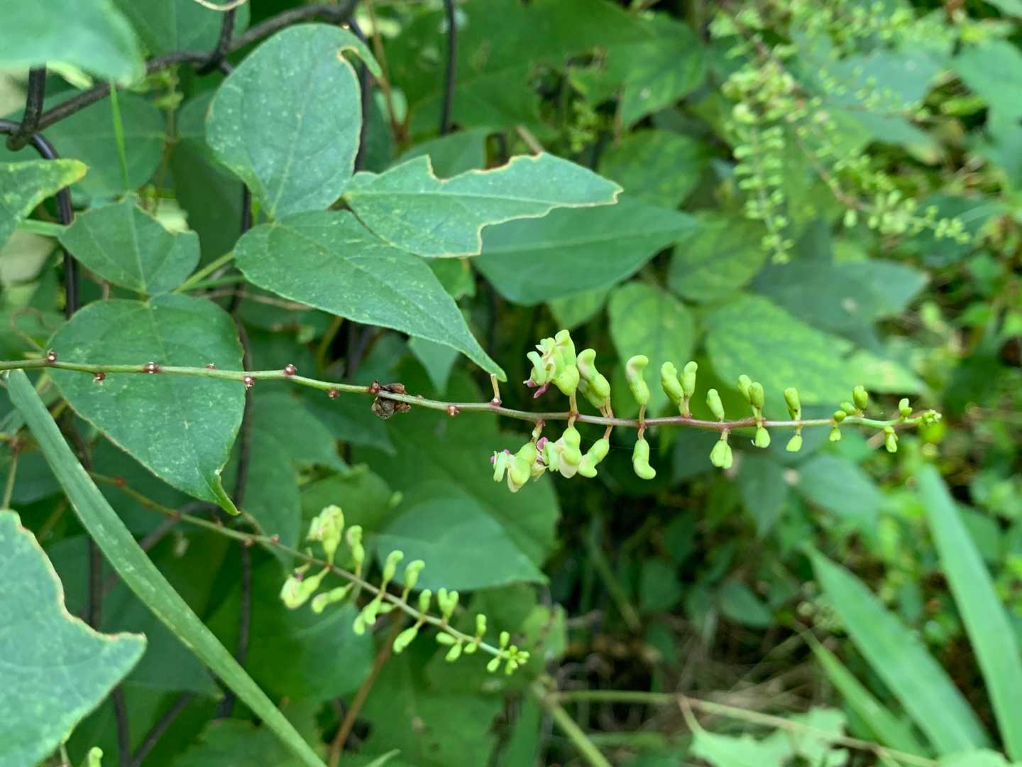 ダイトレゲート葛城山側
ん？これがホドイモの花かな