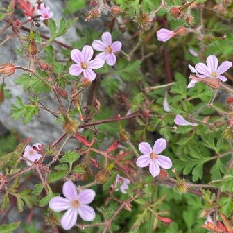 ヒメフウロ🌸