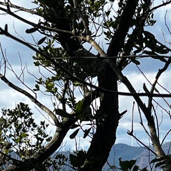 獅子ケ岳方面も見えた