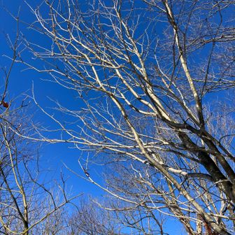 さんのとおげブルー