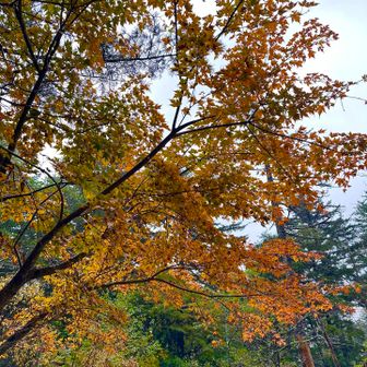 テレビでも上高地紅葉見頃って言ってたね🍁