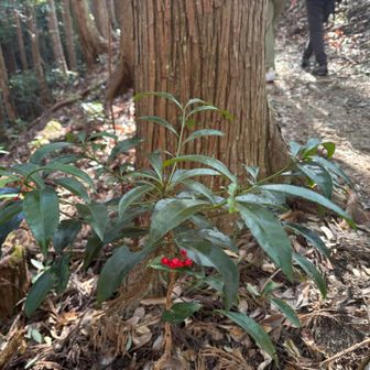 マンリョウは実が下に、、