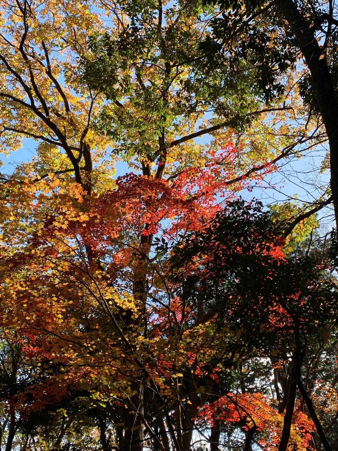 紅葉もそろそろ終わり。