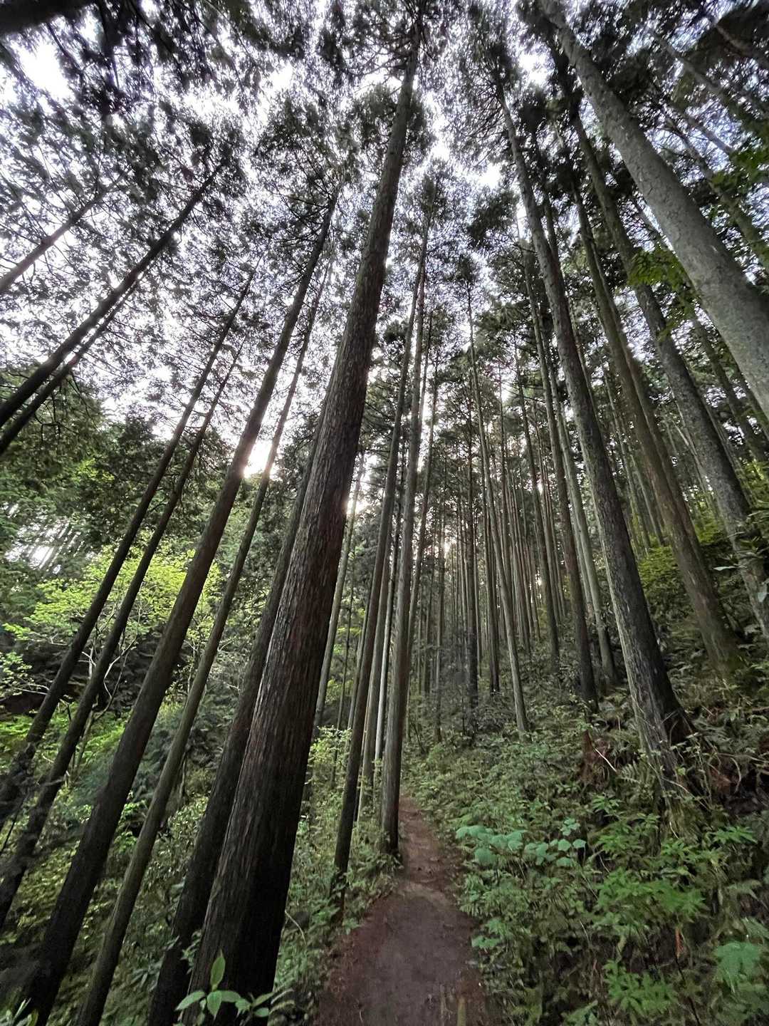 こんな道は、歩きやすい🚶