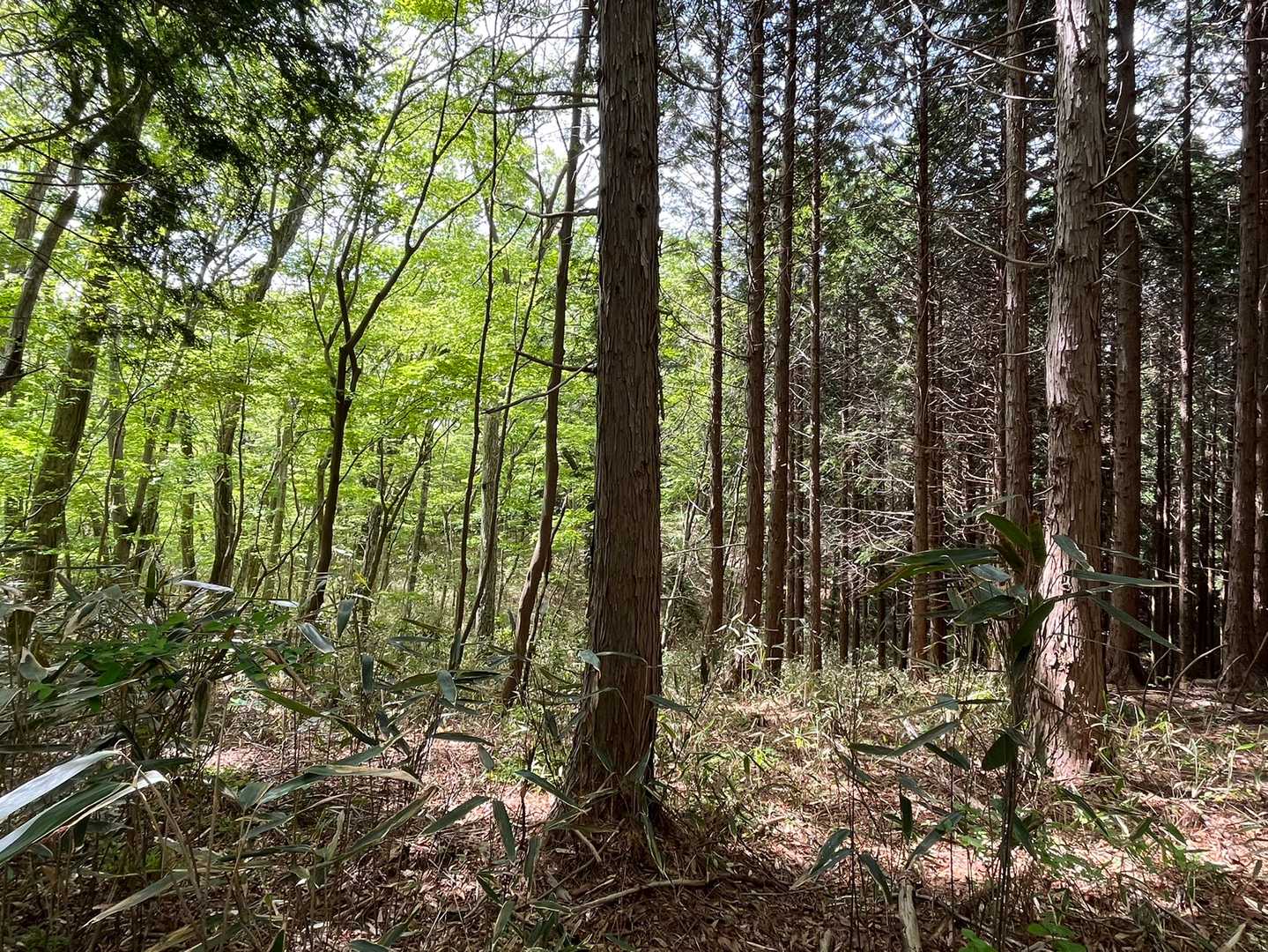 真ん中から左が自然林。右から植林地。