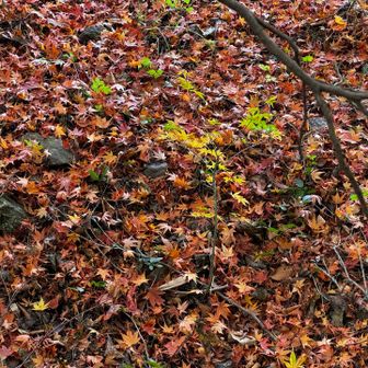 根本には枯葉の絨毯🍁
すっかり晩秋の光景ですね✨