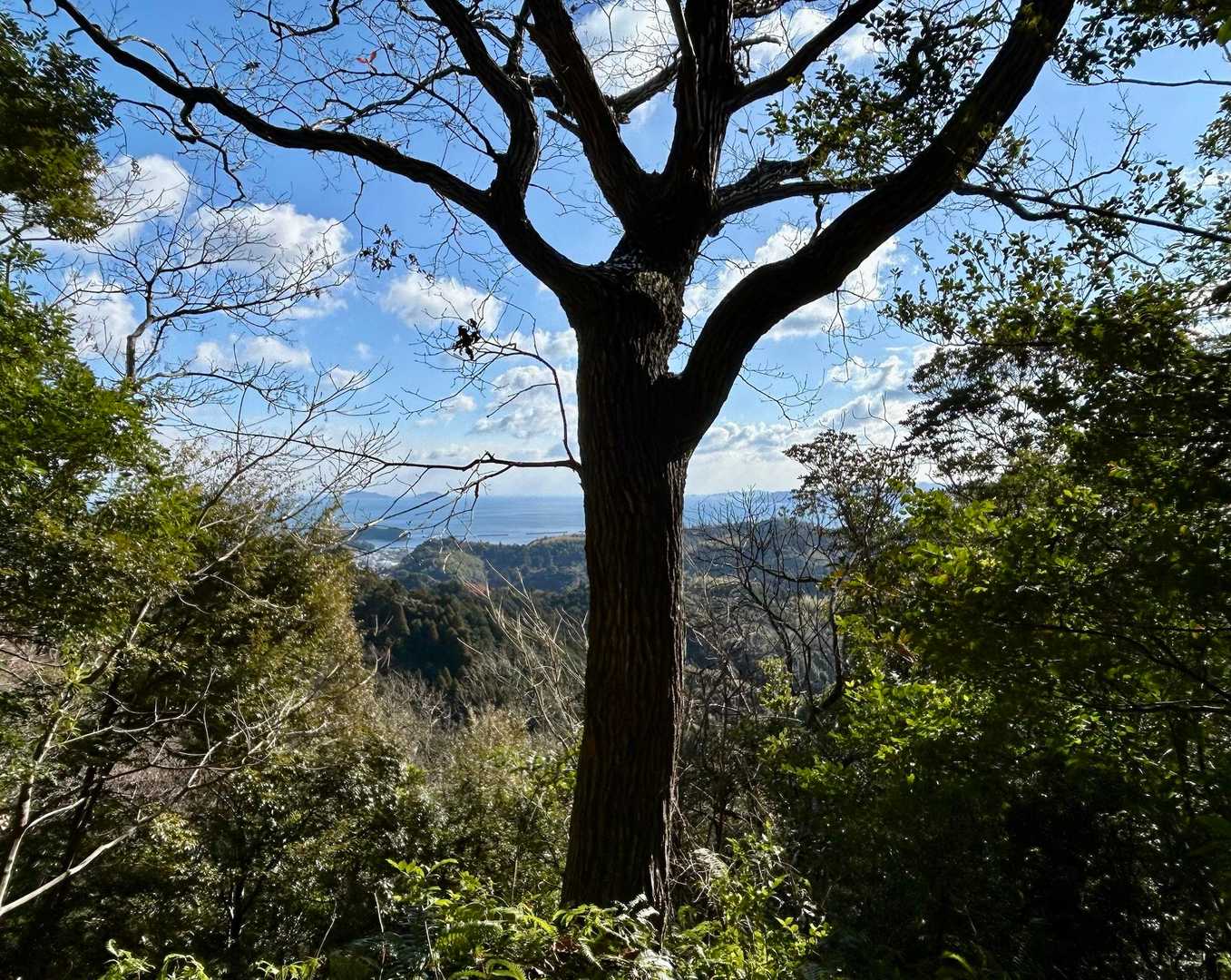景色は山頂までお楽しみに！
の木(o´罒`o)