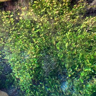 男池　湧き水が綺麗すぎてわからない。