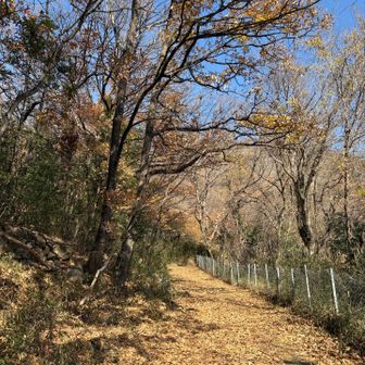 枯葉に苦しみそうな