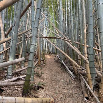 竹が太い😱
