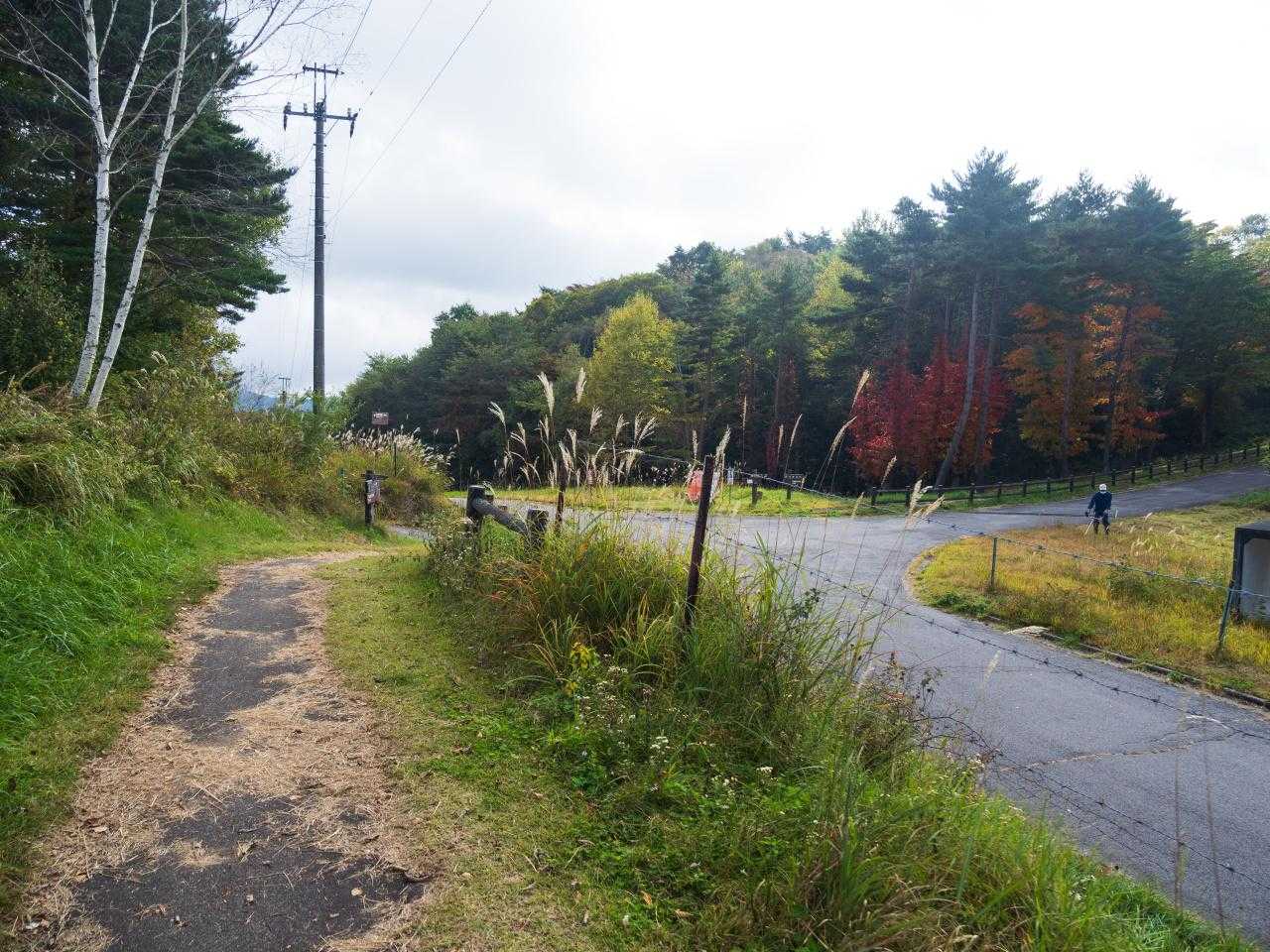 ここで右へ。ツタウルシがすごく紅葉していてきれいだ