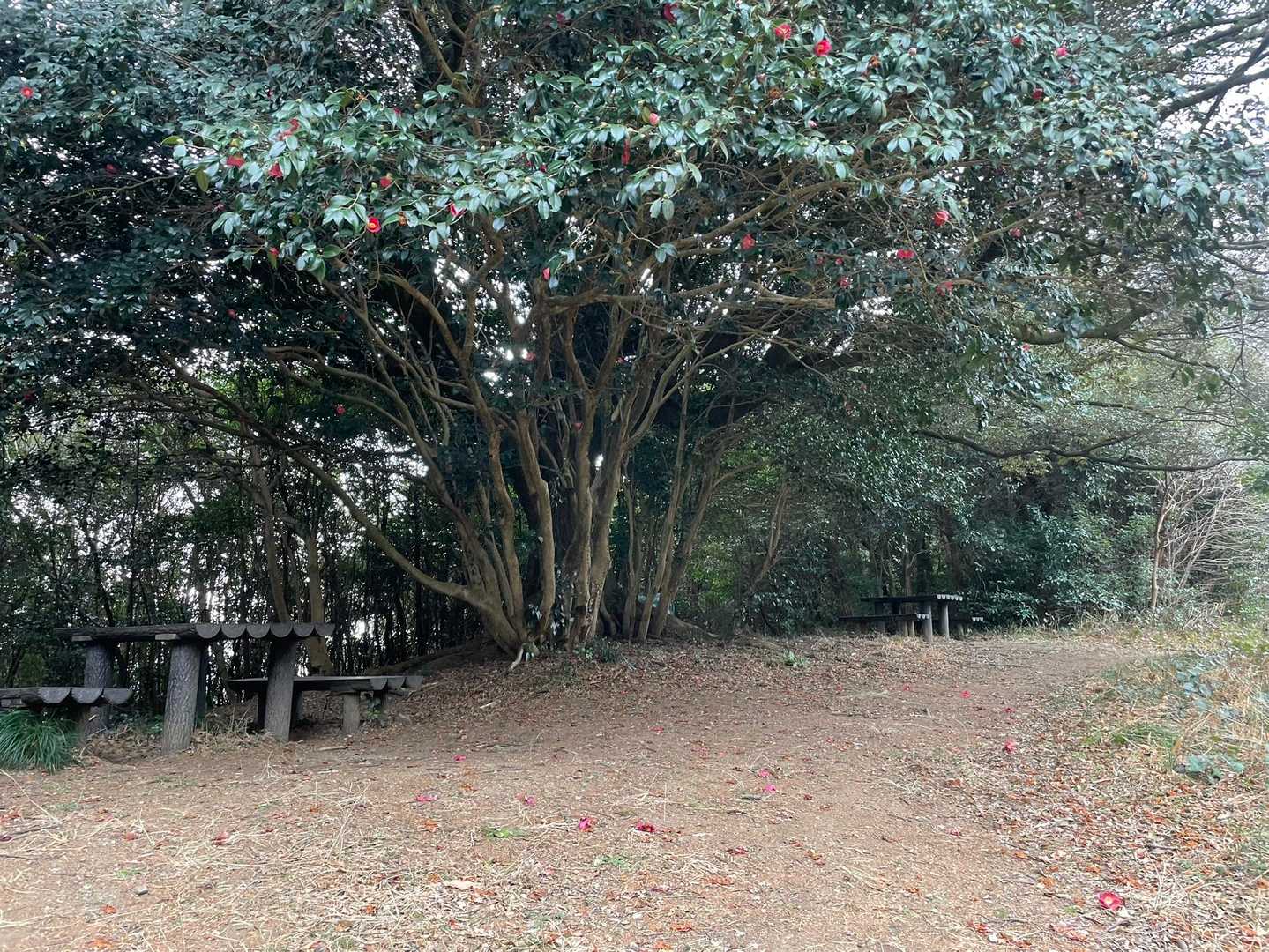多米峠着
ヤブツバキの大木が立派です。