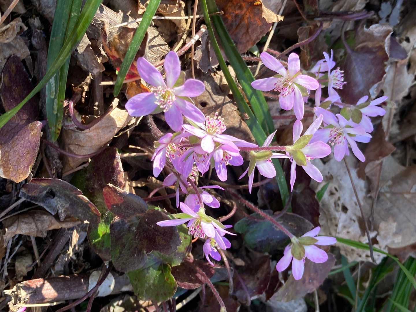 🌸🌸🌸🌸🌸🌸