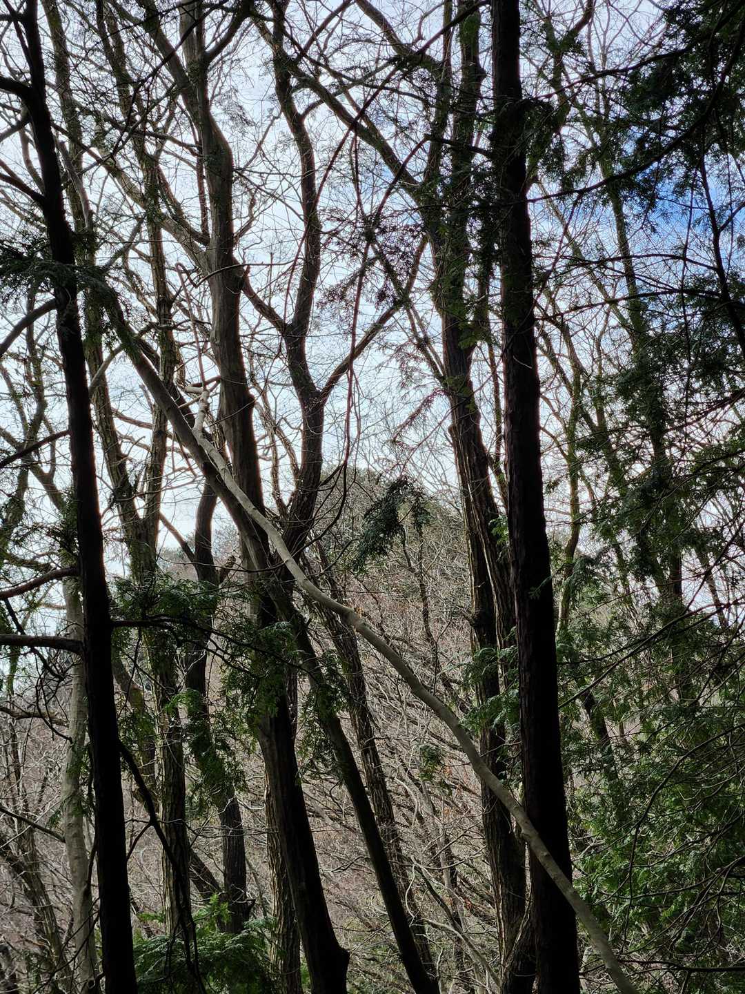 頂上も見えてきた。