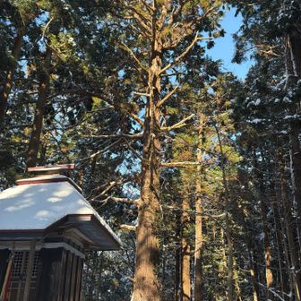 あの木が御神木っぽいな👏