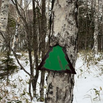 クリスマスツリーみたい🎄