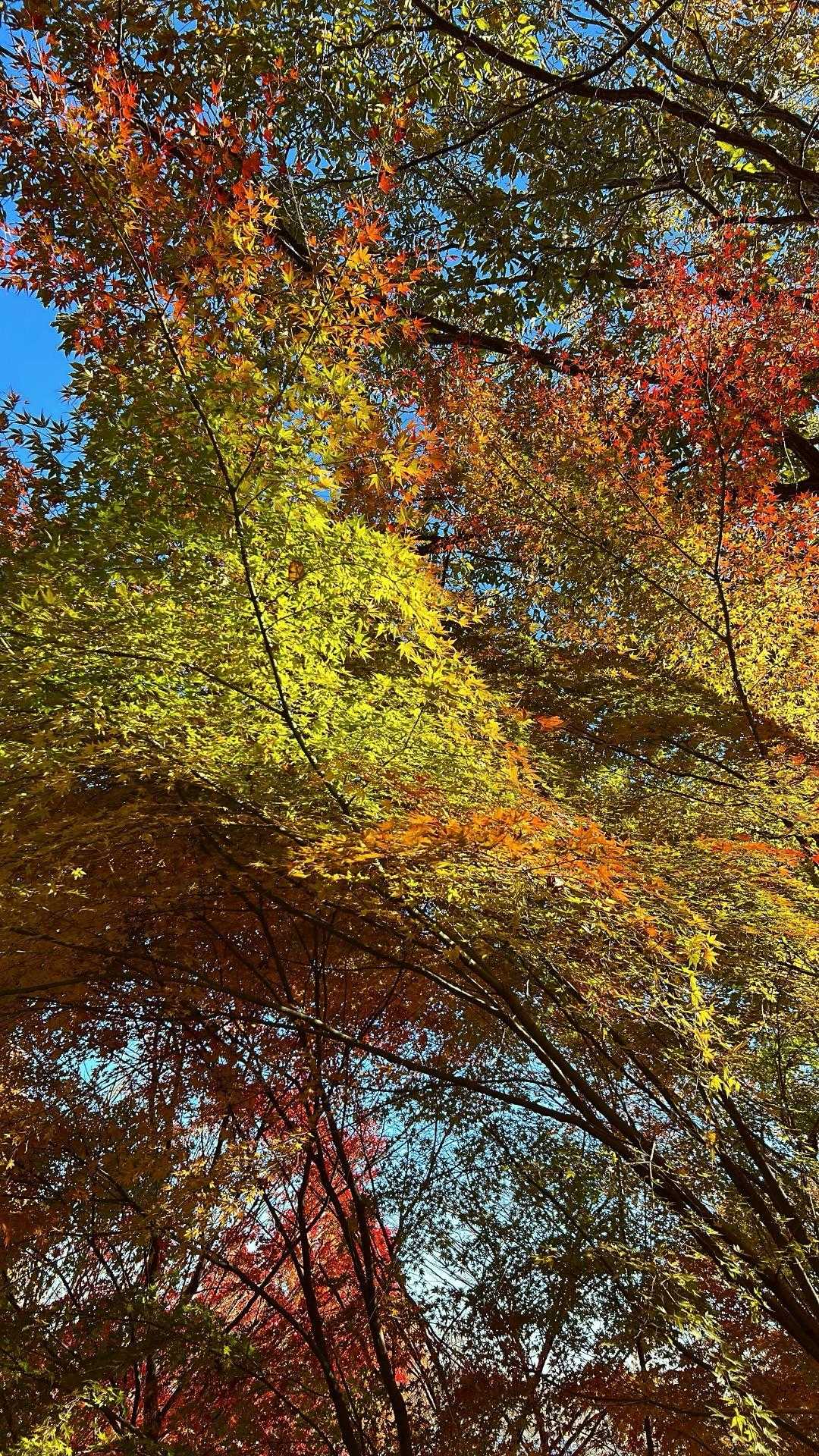 紅葉もいい感じ🍁