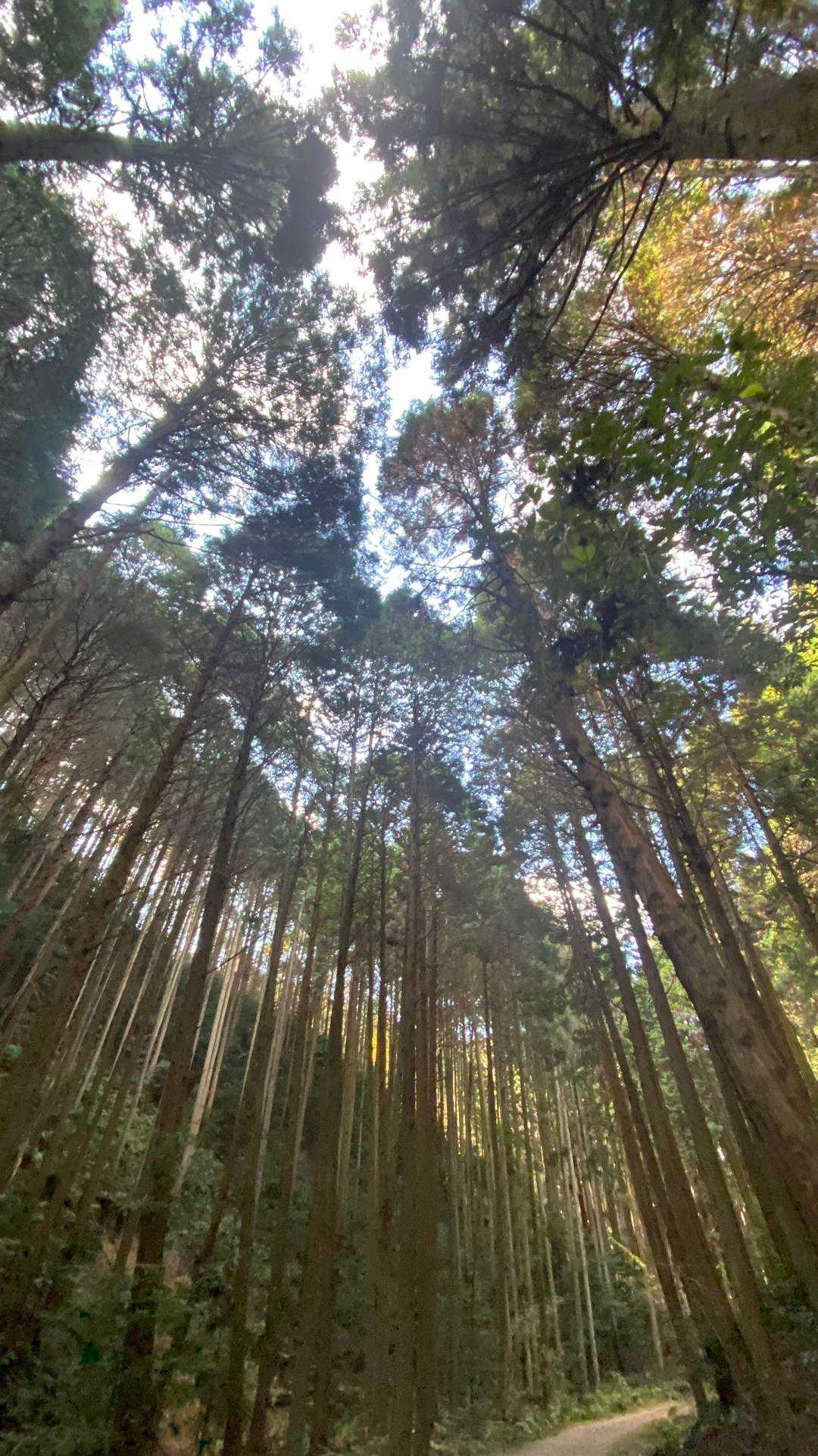 物見山 周回コースの写真